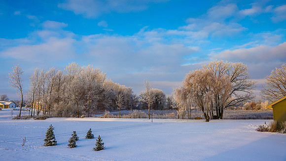 TREES December 2024 (28)