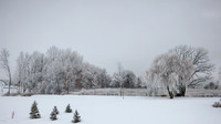 TREES