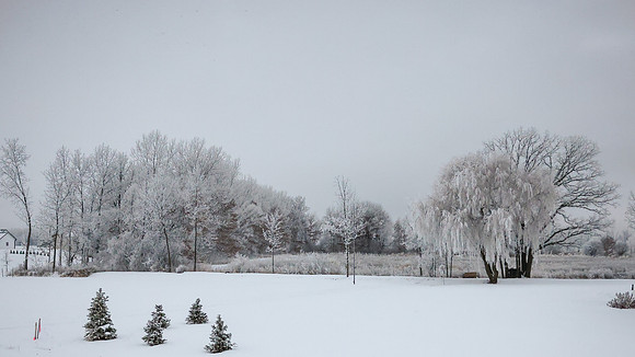 TREES December 2024 (1)