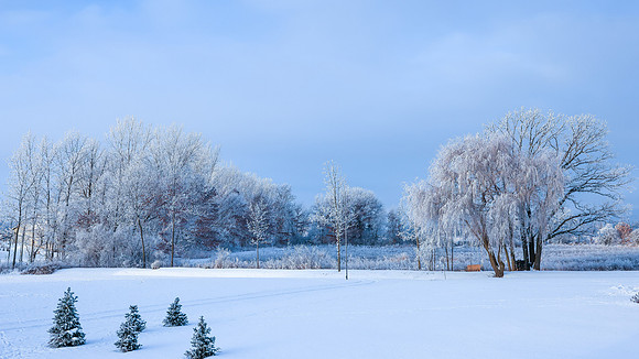 TREES December 2024 (51)