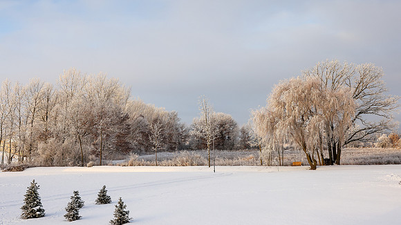 TREES December 2024 (49)