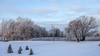TREES December 2024 (16)