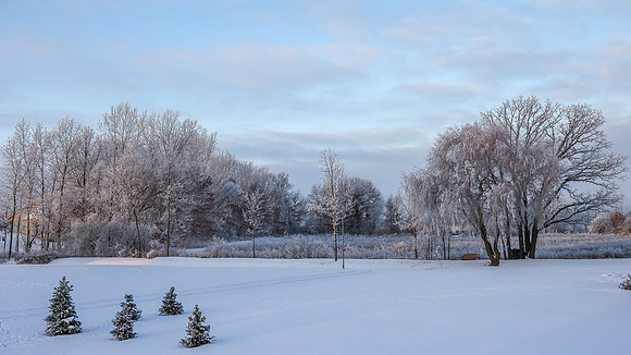 TREES December 2024 (16)