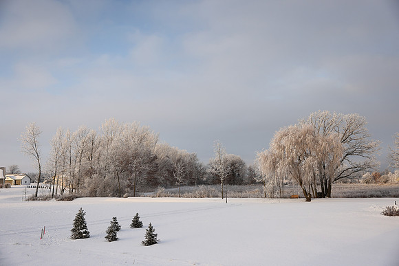 TREES December 2024 (60)