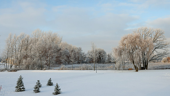 TREES December 2024 (35)
