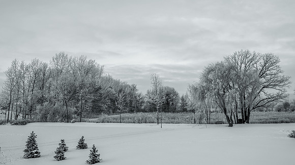 TREES December 2024 (22)