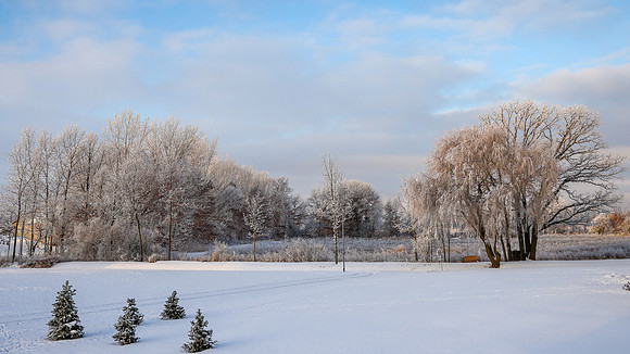 TREES December 2024 (29)