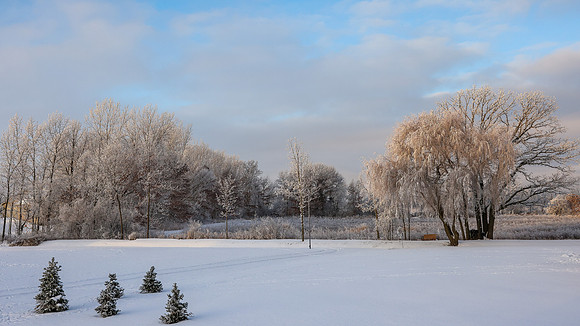 TREES December 2024 (40)