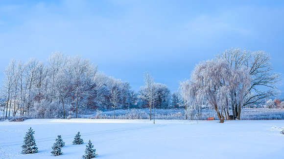 TREES December 2024 (52)