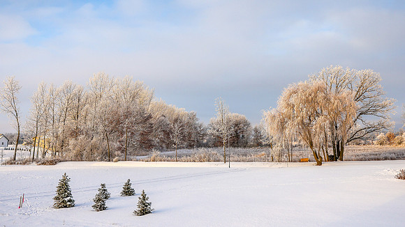TREES December 2024 (54)