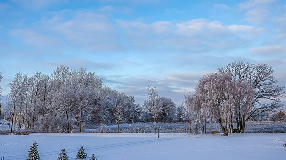 TREES December 2024 (24)