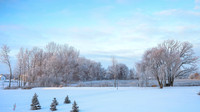 TREES December 2024 (7)
