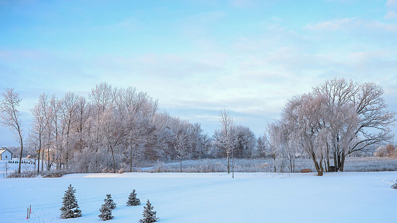 TREES December 2024 (7)