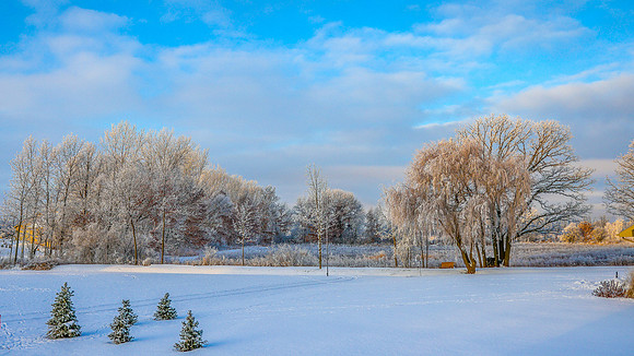 TREES December 2024 (32)