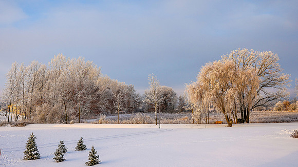 TREES December 2024 (63)