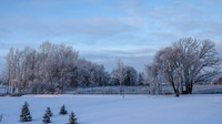 TREES December 2024 (17)