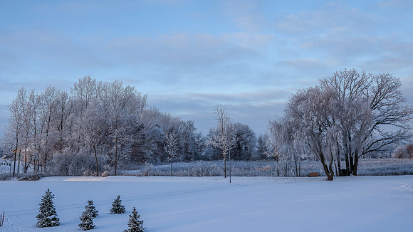 TREES December 2024 (17)