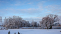TREES December 2024 (19)