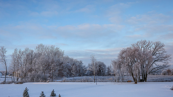 TREES December 2024 (19)