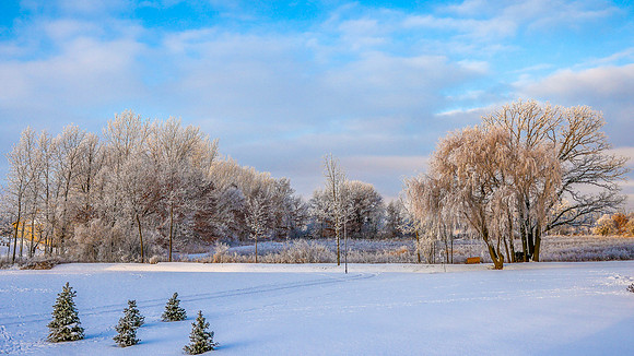 TREES December 2024 (30)