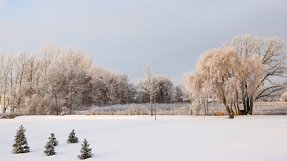 TREES December 2024 (61)