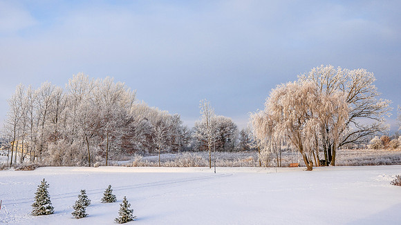 TREES December 2024 (64)
