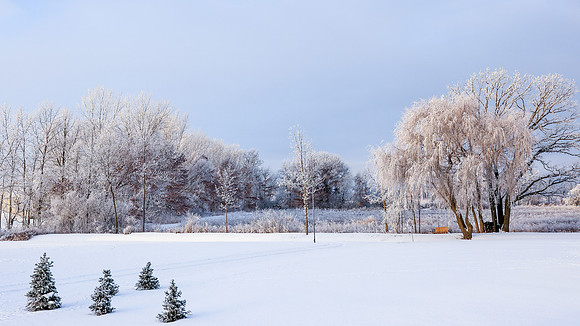 TREES December 2024 (62)