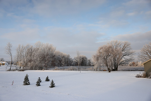 TREES December 2024 (27)