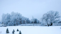 TREES December 2024 (2)