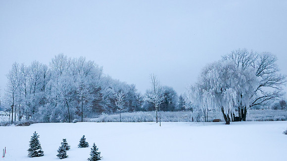 TREES December 2024 (2)