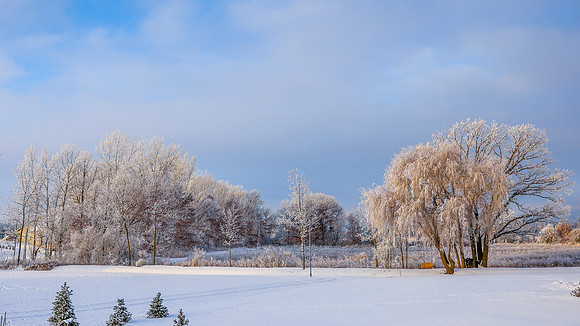 TREES December 2024 (57)