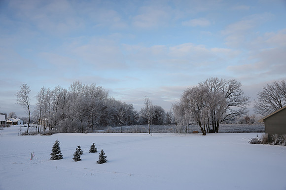 TREES December 2024 (26)