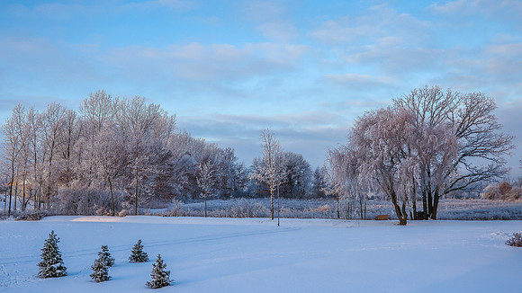 TREES December 2024 (13)