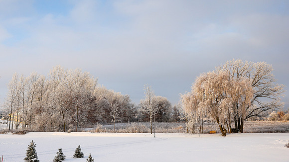 TREES December 2024 (56)