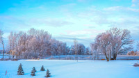 TREES December 2024 (6)