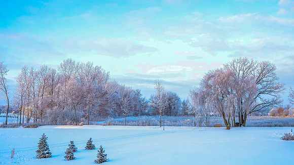 TREES December 2024 (6)