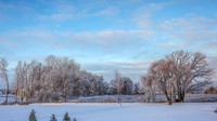 TREES December 2024 (20)