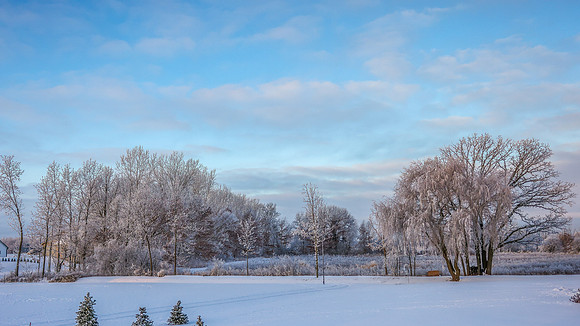 TREES December 2024 (20)
