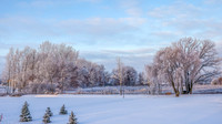 TREES December 2024 (18)