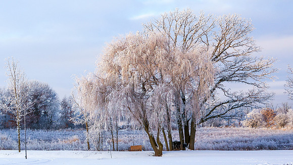 TREES December 2024 (43)