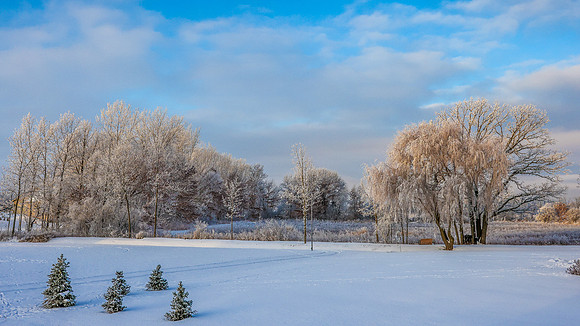 TREES December 2024 (39)