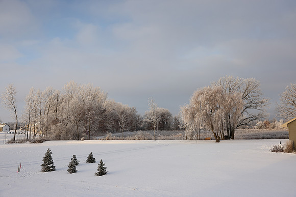 TREES December 2024 (48)