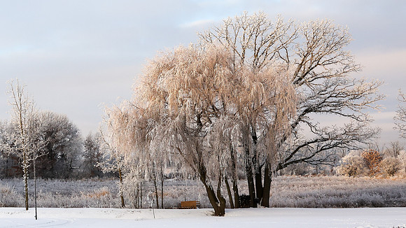 TREES December 2024 (42)