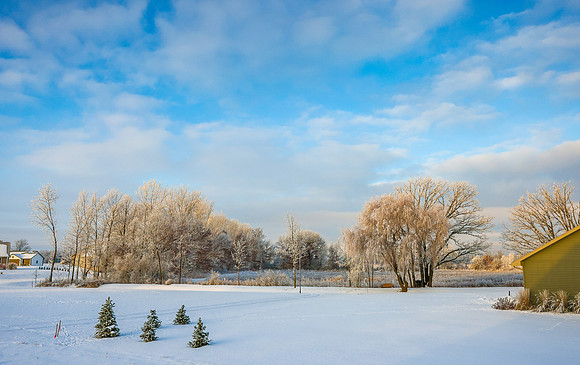 TREES December 2024 (33)