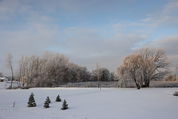 TREES December 2024 (44)