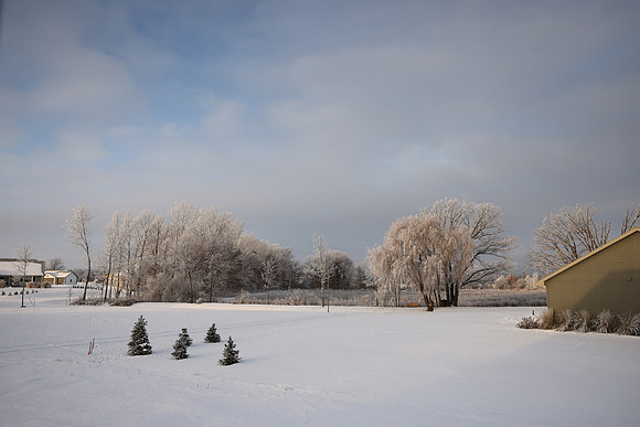TREES December 2024 (55)