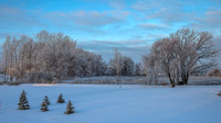 TREES December 2024 (9)