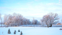 TREES December 2024 (5)