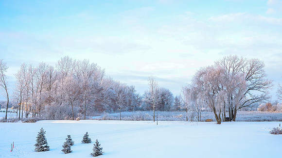 TREES December 2024 (5)