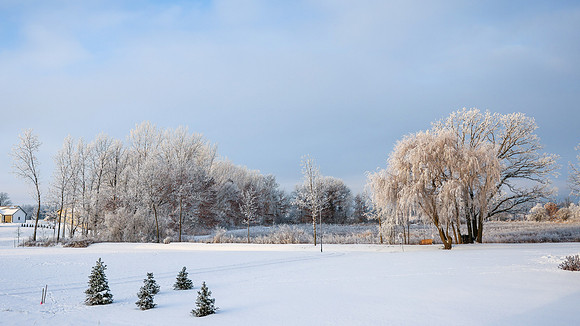TREES December 2024 (65)